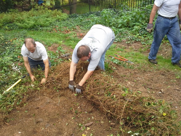 Steve and Phil roll a "carpet" weeds off of a garden.