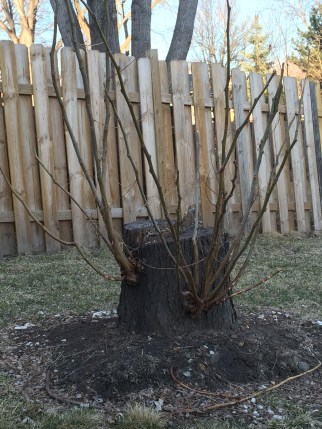 stump-e1427848848696